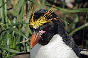 Macaroni: Macaroni Penguin - adult & young