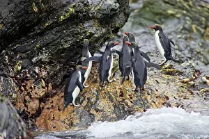 Macaroni: Macaroni Penguin - Climbing up rocks from sea