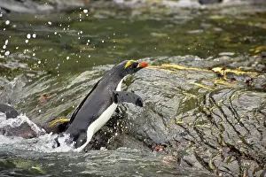 Macaroni: Macaroni Penguin - Climbing up rocks from sea