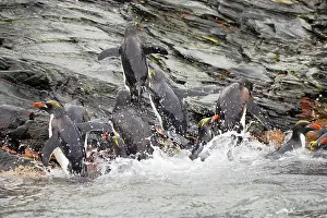 Macaroni: Macaroni Penguin - Climbing up rocks from sea