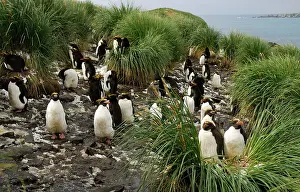 Macaroni: Macaroni penguin - colony