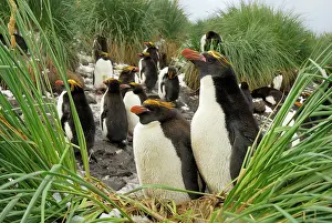 Macaroni: Macaroni penguin - colony