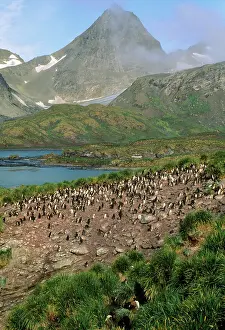 Macaroni: Macaroni Penguin - colonyS