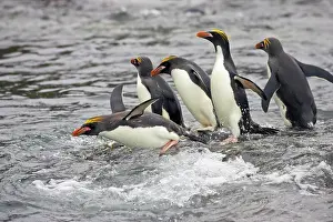 Macaroni: Macaroni Penguin - Entering sea