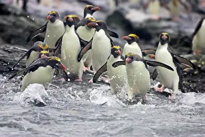 Macaroni: Macaroni Penguin - Entering sea