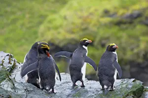 Macaroni: Macaroni Penguin - Group on rocks above sea