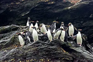 Macaroni: Macaroni Penguin - Group on rocks waiting to enter sea