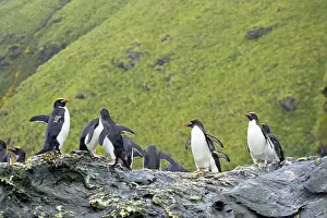Macaroni: Macaroni Penguin - Group on rocks waiting to enter sea