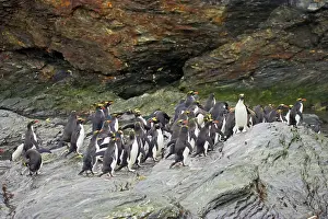 Macaroni: Macaroni Penguin - Group on rocks waiting to enter sea