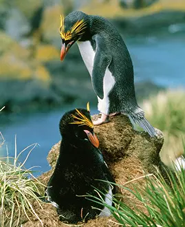 Macaroni: Macaroni Penguin - incubating eggs, early December
