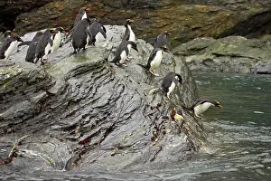Macaroni: Macaroni Penguin - Jumping into sea