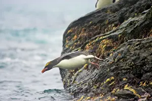 Macaroni: Macaroni Penguin - Jumping into sea