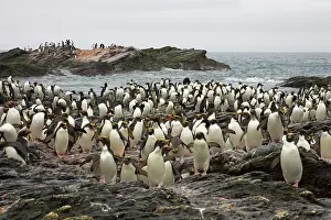 Macaroni: Macaroni Penguin - large group by rocky shore