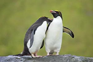 Macaroni: Macaroni Penguin - Pair