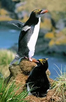 Macaroni: Macaroni Penguin - pair incubating egg at nest