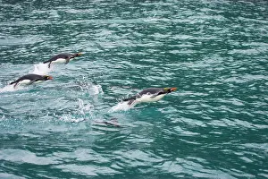 Macaroni: Macaroni Penguin - Porpoising