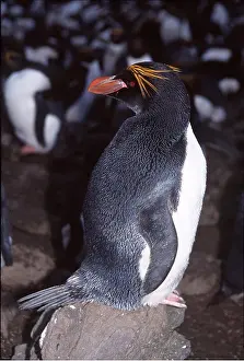 Peter Steyn: MACARONI PENGUIN - on rock, with colony behind