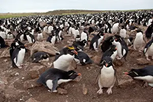 Macaroni: Macaroni Penguin - and Rockhopper penguin ( Eudyptes