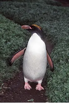 Peter Steyn: MACARONI PENGUIN - Walking on path