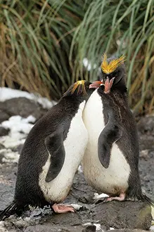 Macaroni: Macaroni Penguins