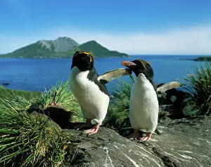 Macaroni: Macaroni Penguins