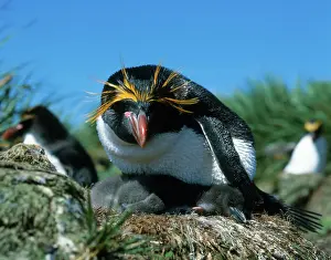 Macaroni: Macaroni Penguins
