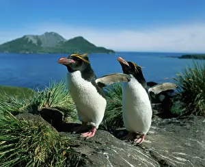 Macaroni: Macaroni Penguins