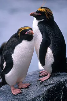 Macaroni: Macaroni Penguins