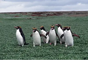 Peter Steyn: MACARONI PENGUINS - group of six walking