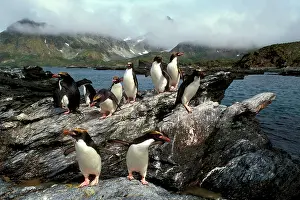 Macaroni: Macaroni Penguins - returning from feeding trip