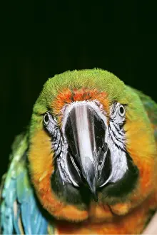Staring: MACAW - close-up of face, facing