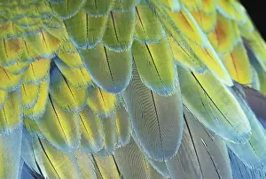 Ararauna: Macaw Feathers