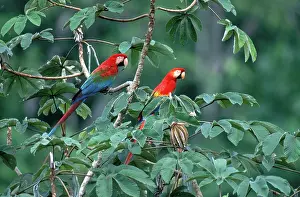 Tambopata: Two Macaws