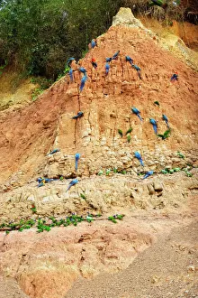 Zoopharmacognosy: Macaws & Parrots - at clay lick