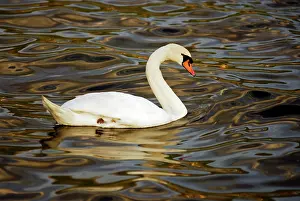 Makedonia: Macedonia, Ohrid. Elegant white swan swimming