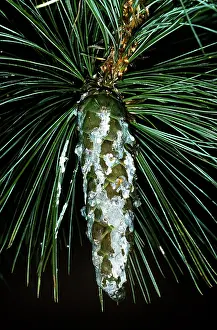 Macedonian: MACEDONIAN PINE CONE