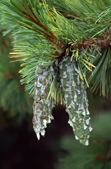 Resin: Macedonian Pine - covered in resin
