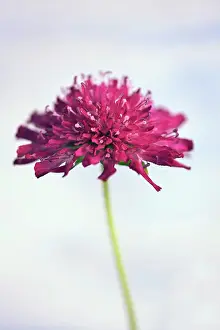 Scabious: Macedonian scabious, Knautia macedonica Red Knight