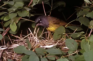 Oporornis: Macgillivray's Warbler