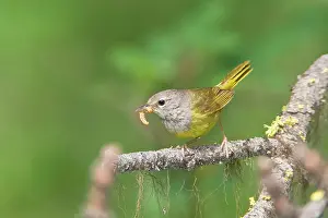 Grub: MacGillivray's Warbler, Adult female