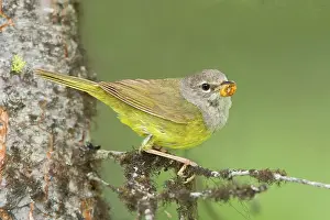 Grub: MacGillivray's Warbler, Adult female