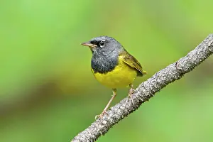 Oporornis: MacGillivray's Warbler, Adult male