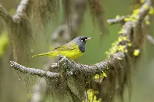 Oporornis: MacGillivray's Warbler, Adult male