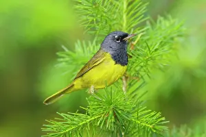Oporornis: MacGillivray's Warbler, Adult male