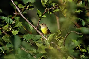 Oporornis: MacGillivray's Warbler - Female