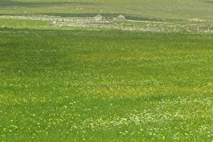 Machair: Machair - flower meadow with abandoned Croft