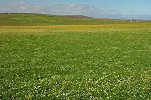 Machair: Machair - flower meadows in June