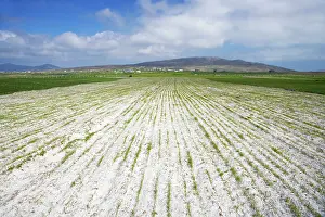 Machair: Machair - showing destruction of habitat for agriculture