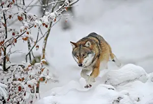 Canids: Mackenzie valley wolf, Canadian timber wolf (Canis