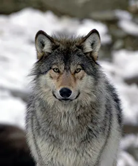 Occidentalis: Mackenzie valley wolf (Canis lupus occidentalis)
